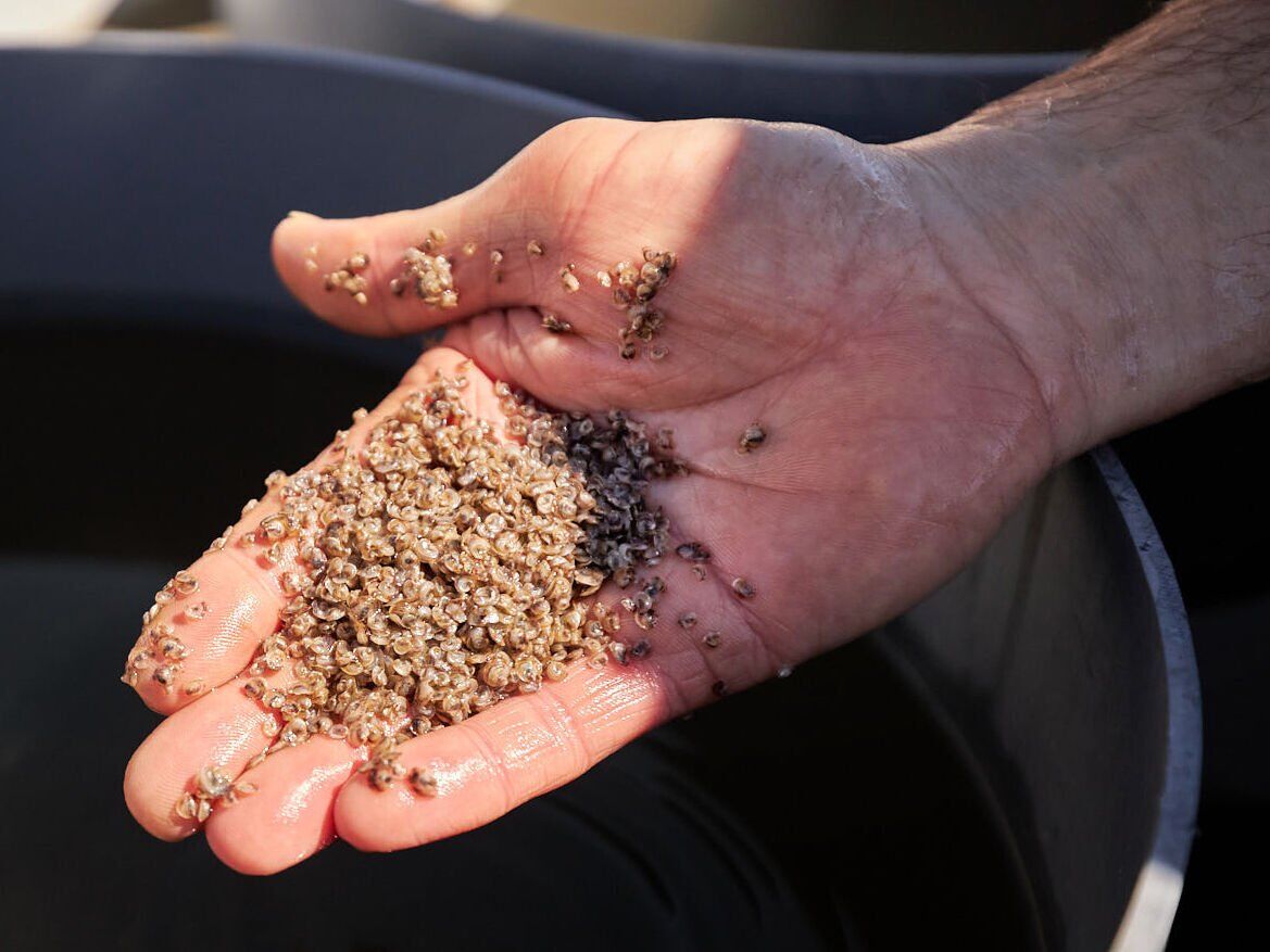 Seed oysters